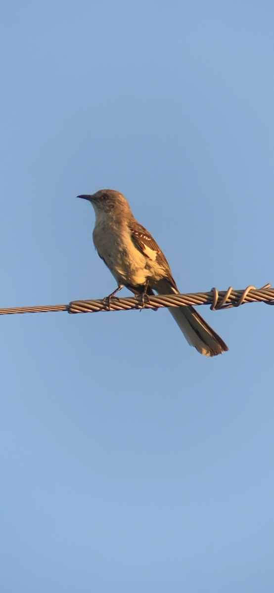 Northern Rough-winged Swallow - ML621052776