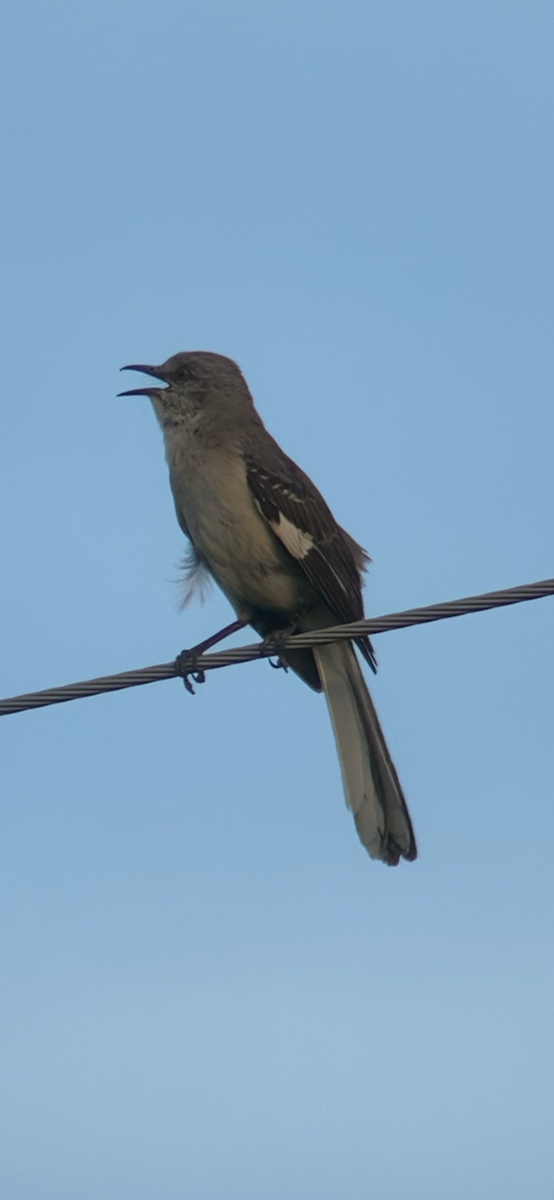 Northern Rough-winged Swallow - ML621052777