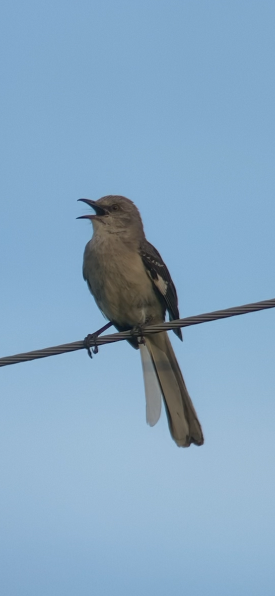 Northern Rough-winged Swallow - ML621052778