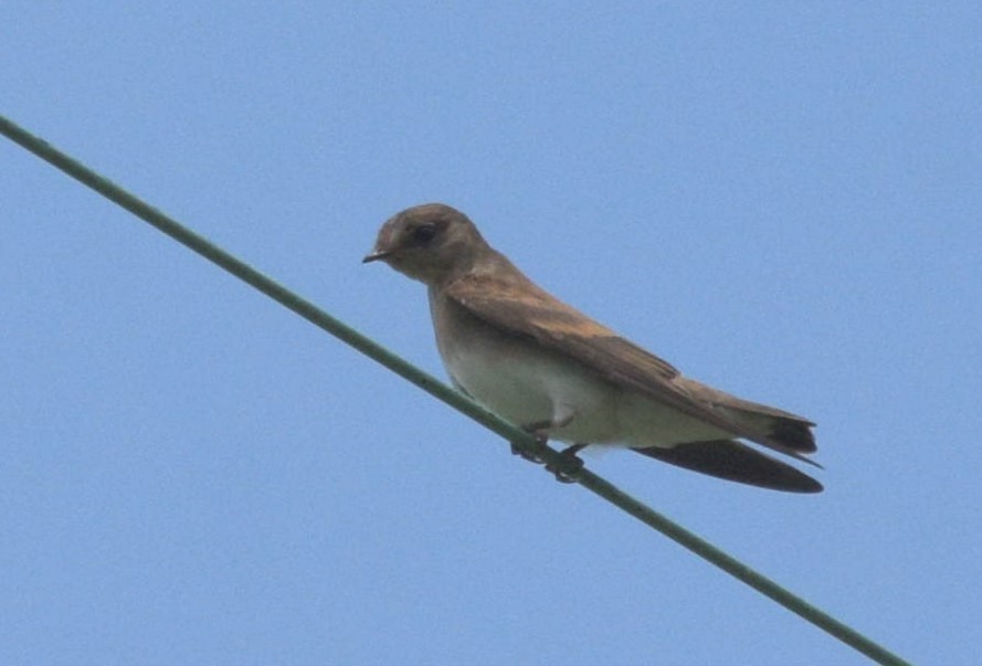 Northern Rough-winged Swallow - ML621052821