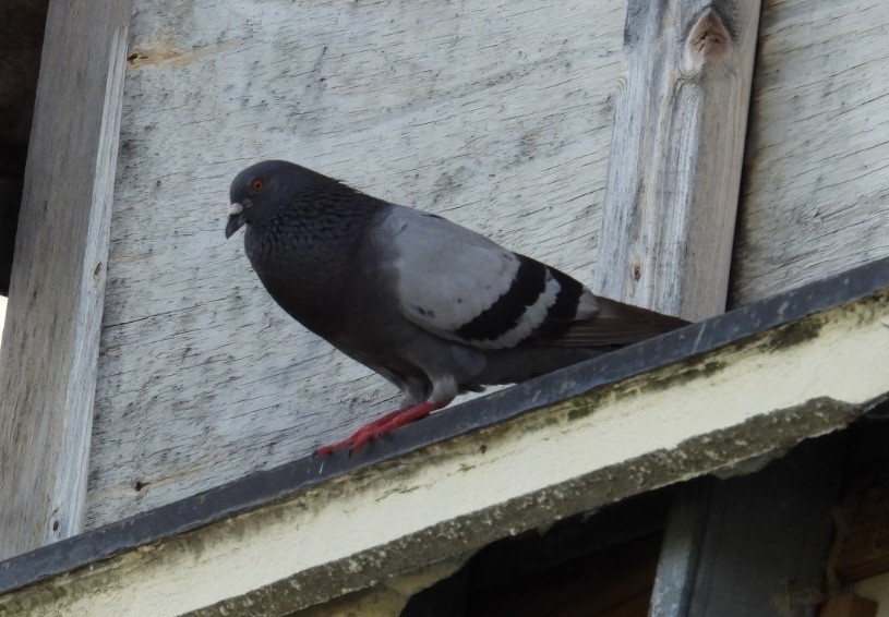 Rock Pigeon (Feral Pigeon) - ML621052822