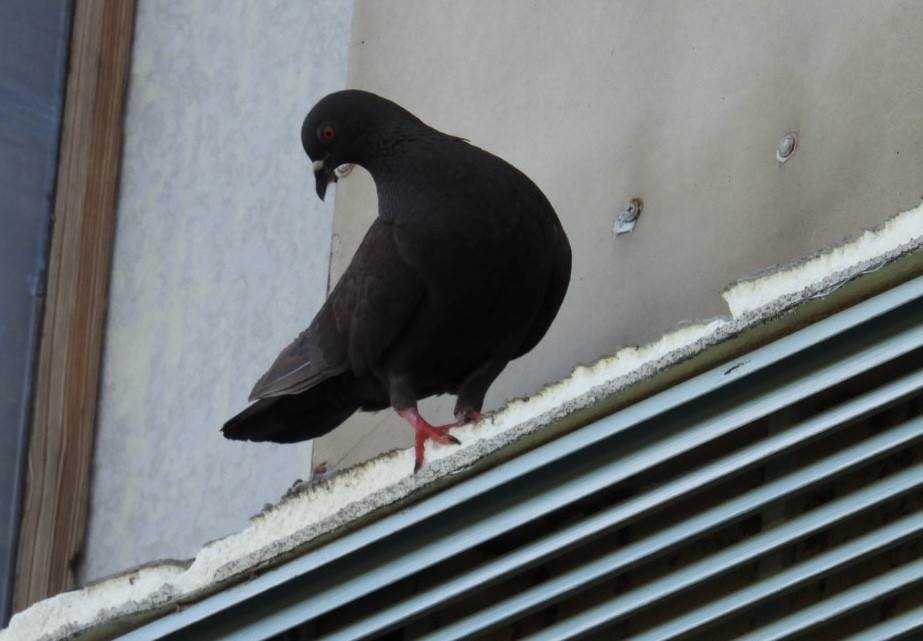 Pigeon biset (forme domestique) - ML621052823