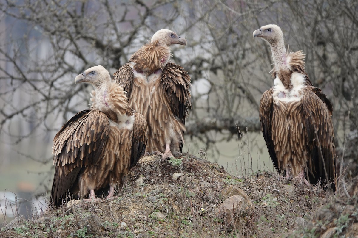 Himalayan Griffon - ML621052828