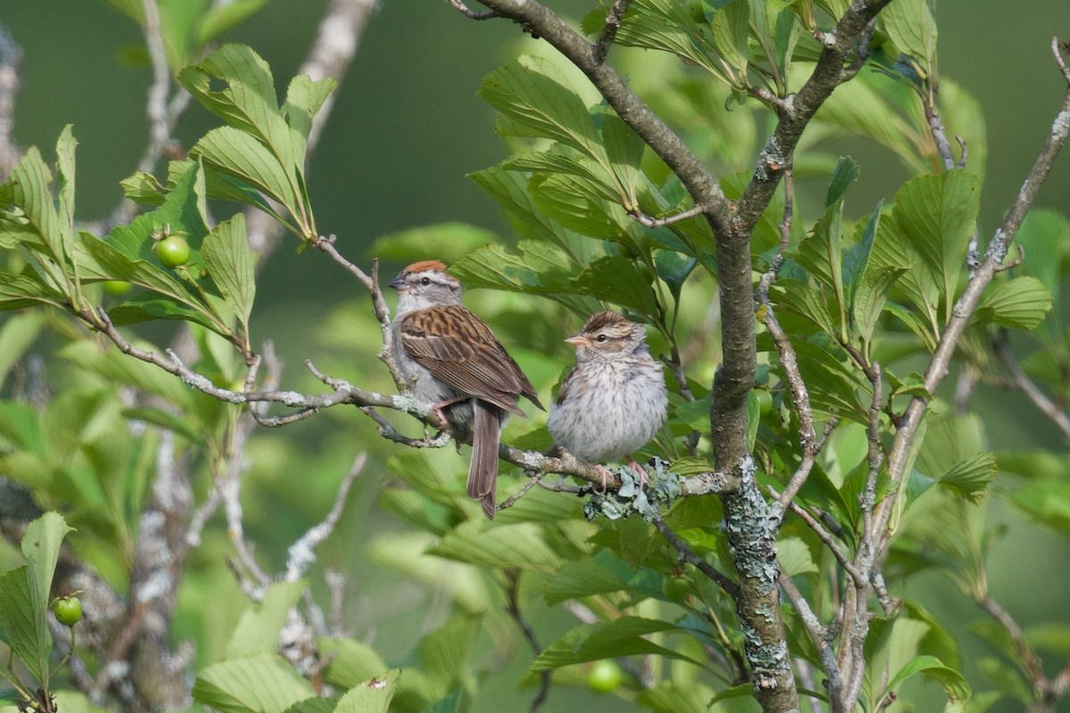 Chipping Sparrow - ML621052842