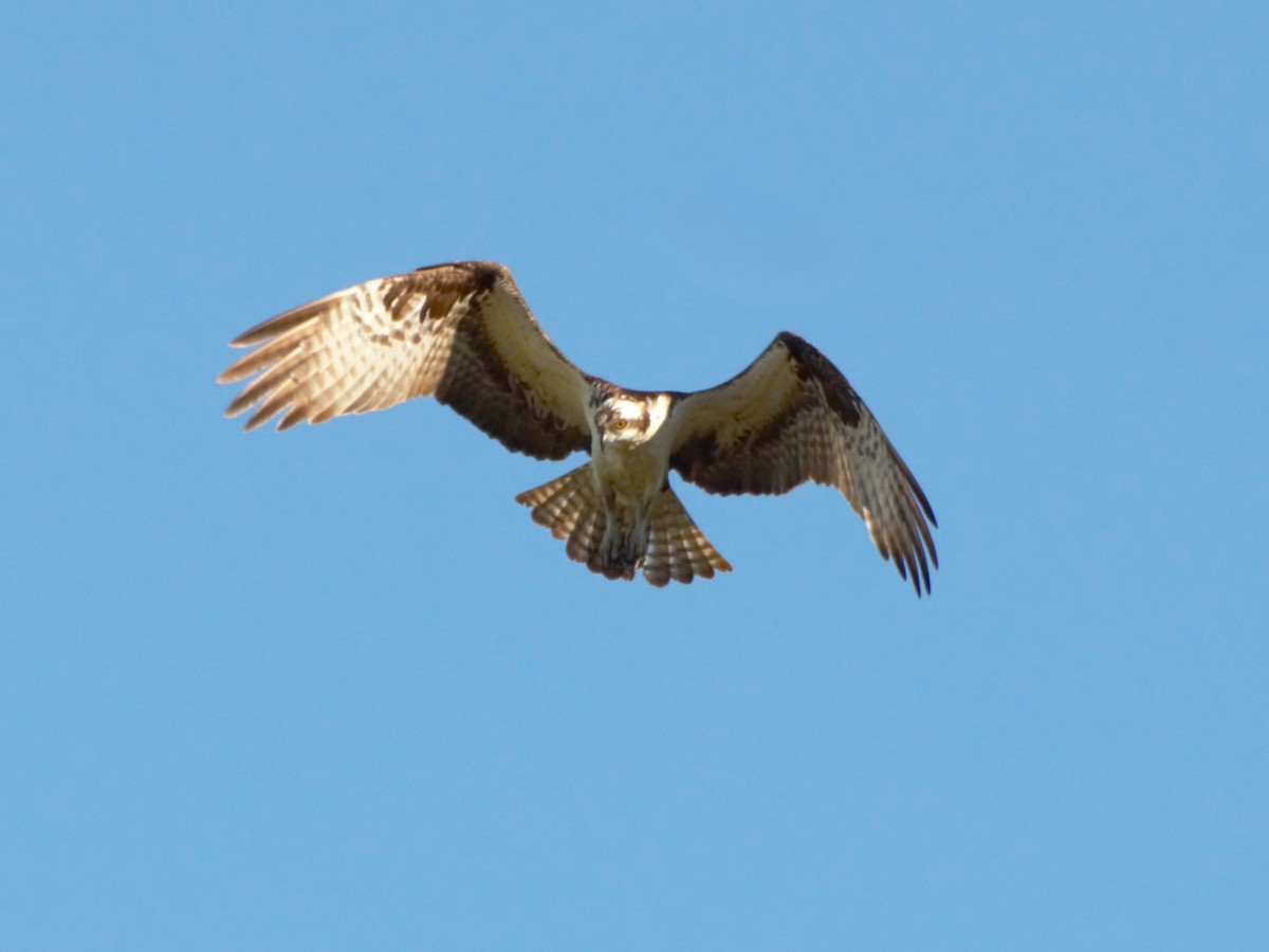 Osprey - ML621052856