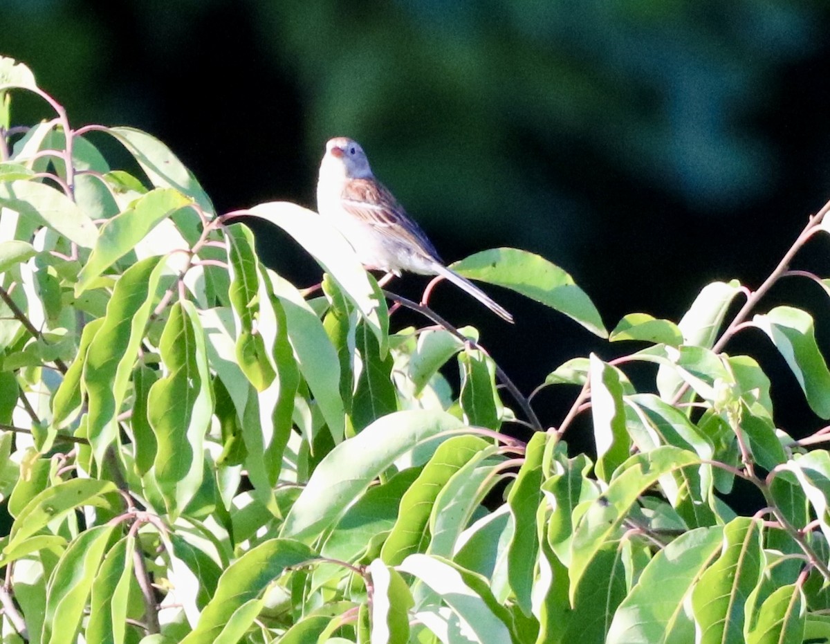 Field Sparrow - ML621052863