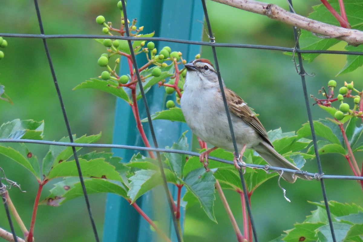 Chipping Sparrow - ML621052905