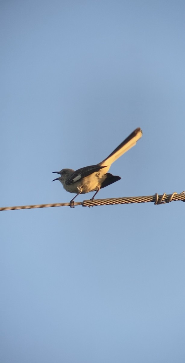 Northern Rough-winged Swallow - ML621052914