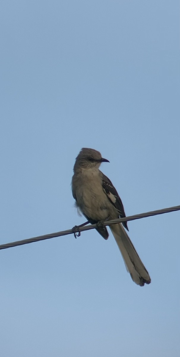 Northern Rough-winged Swallow - ML621052915
