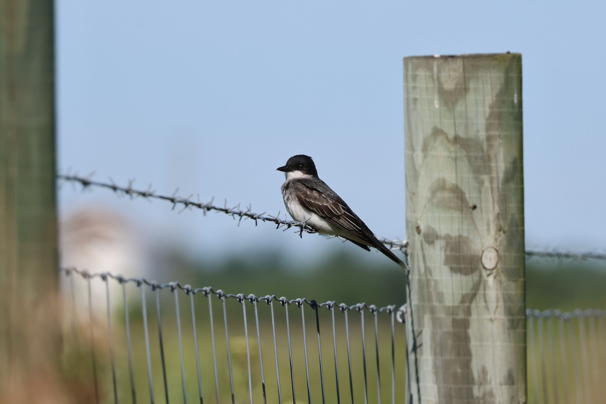 Eastern Kingbird - ML621052920