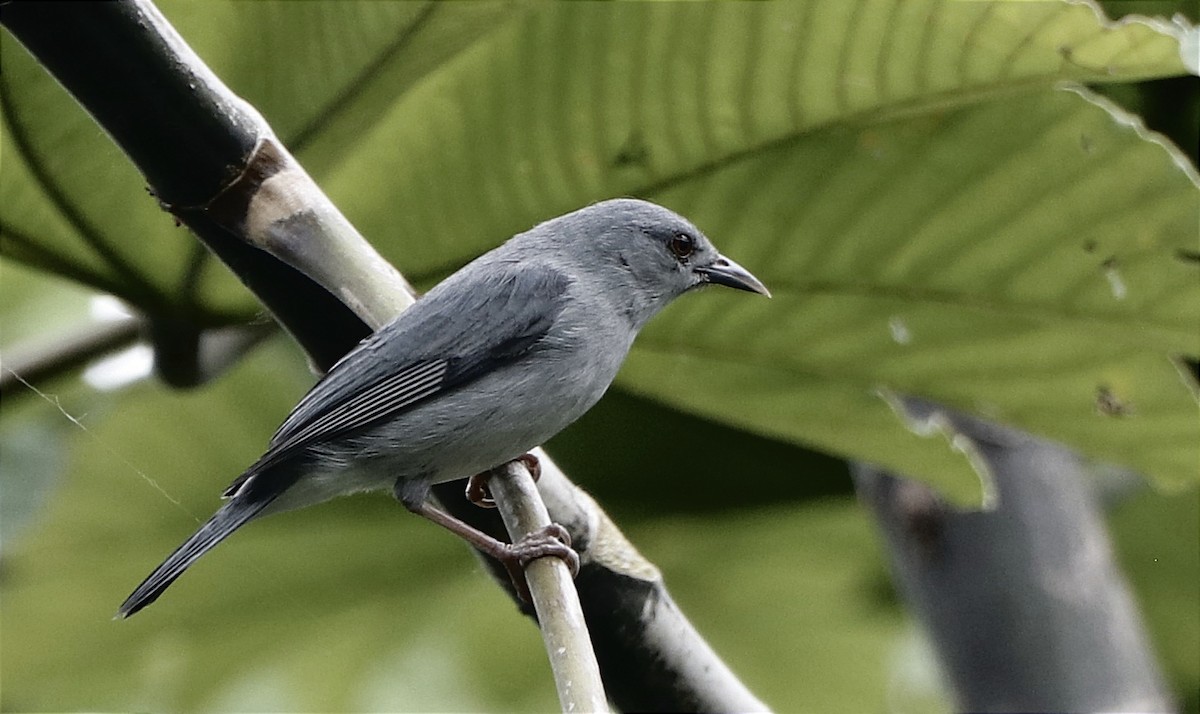 Pearly-breasted Conebill - ML621052952