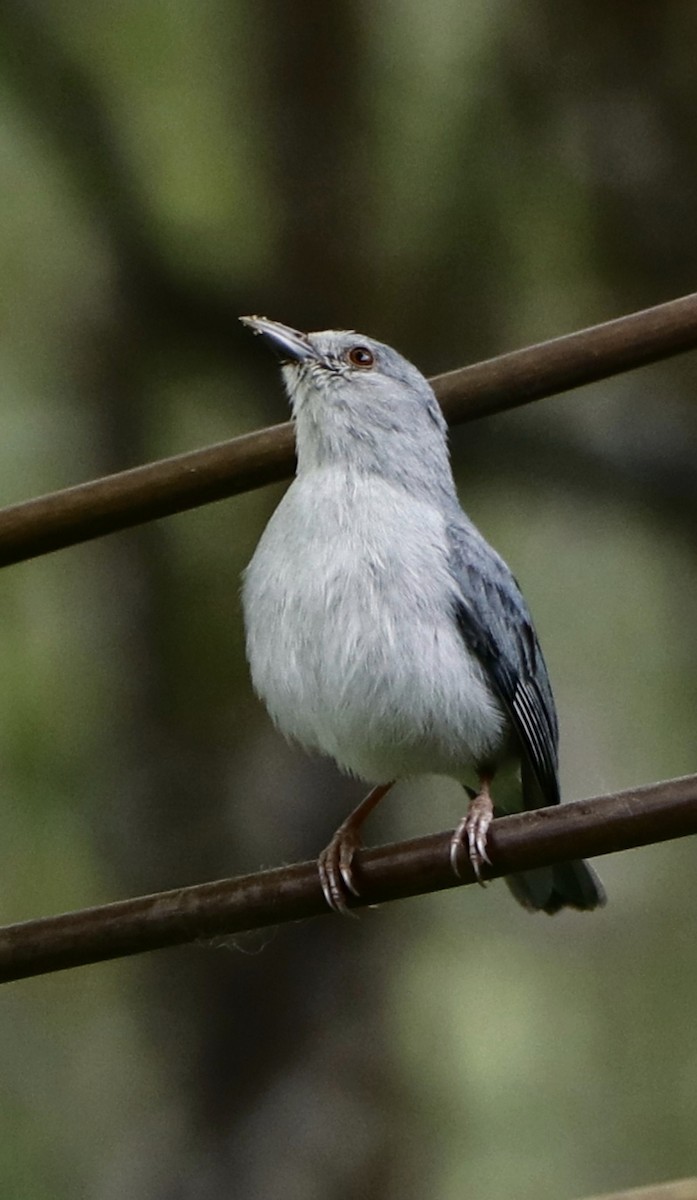 Pearly-breasted Conebill - ML621052953