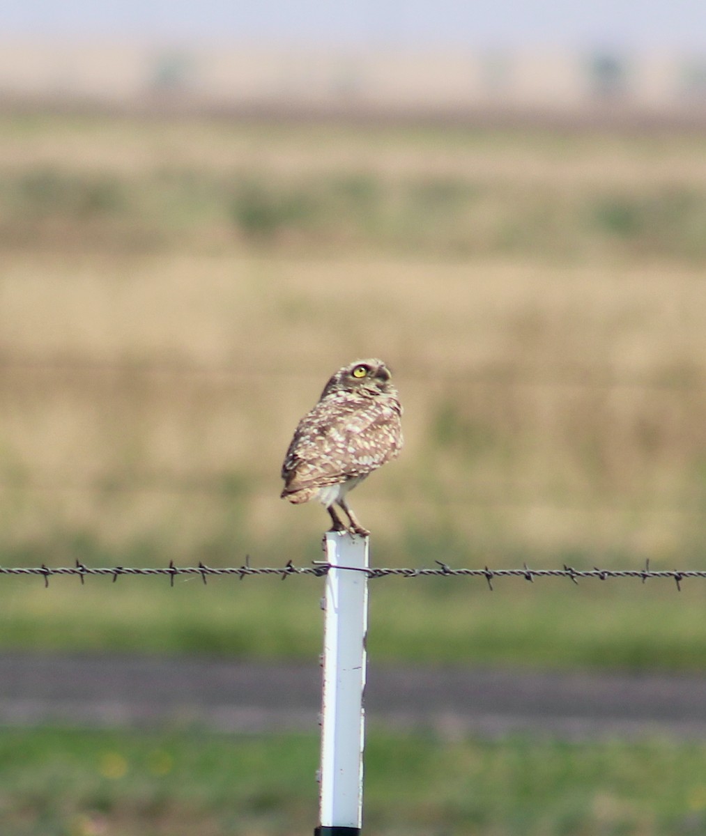 Burrowing Owl - ML621052957