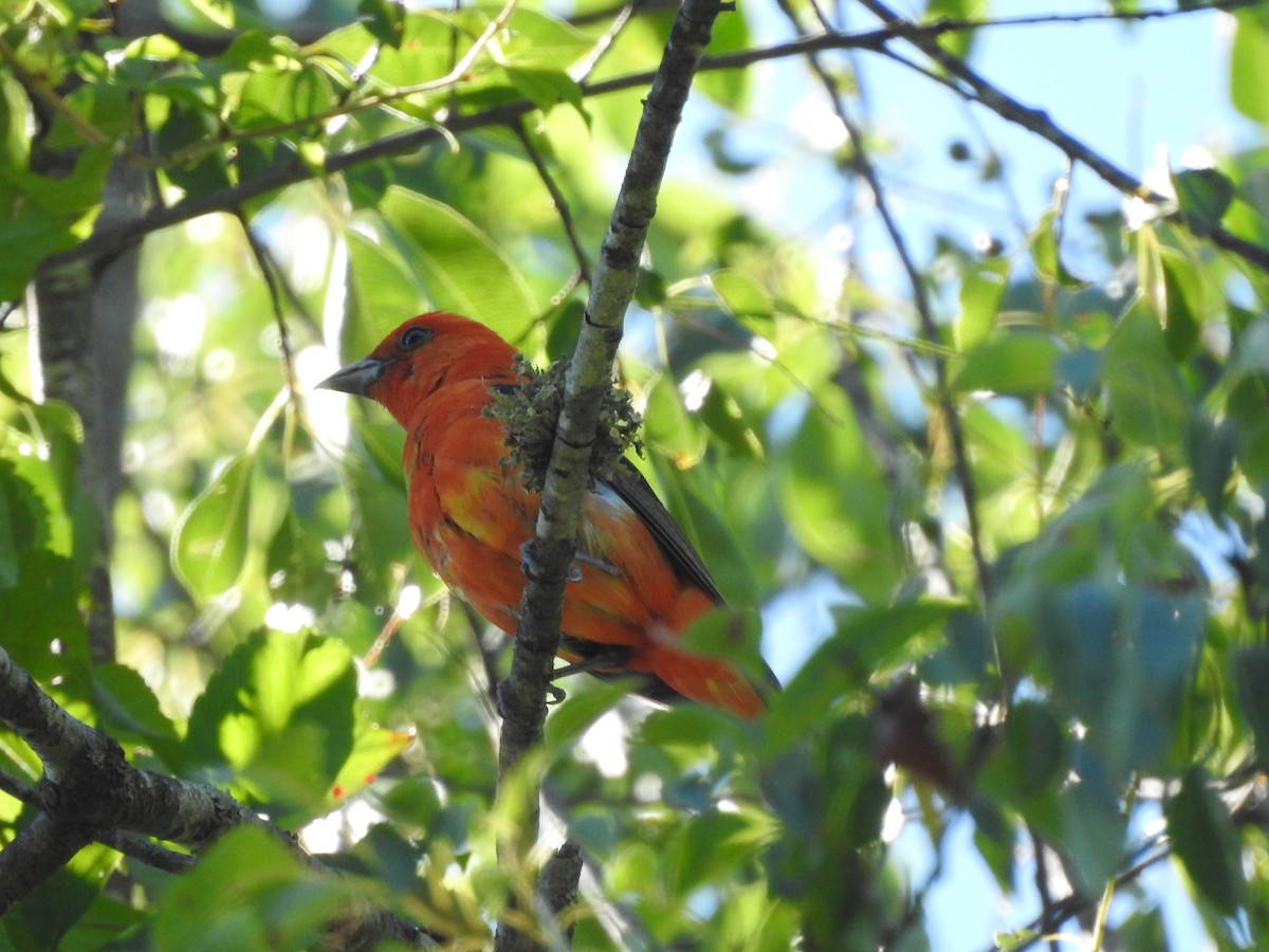 Scarlet Tanager - ML621052960