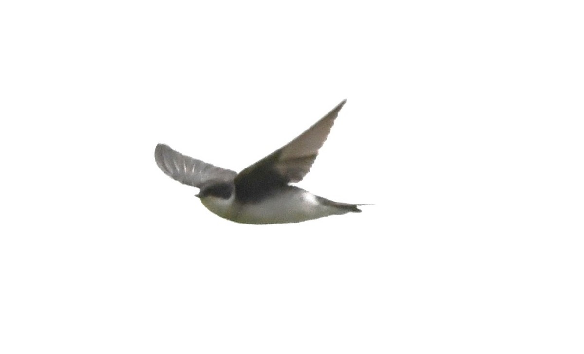Tree Swallow - ML621052976