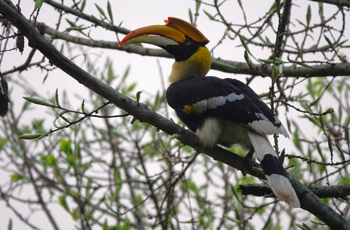 Great Hornbill - ML621052988