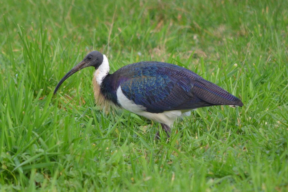 ibis slámokrký - ML621053010
