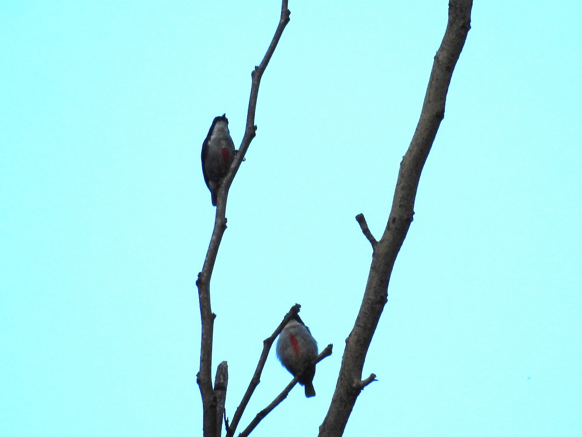 Red-keeled Flowerpecker - ML621053011