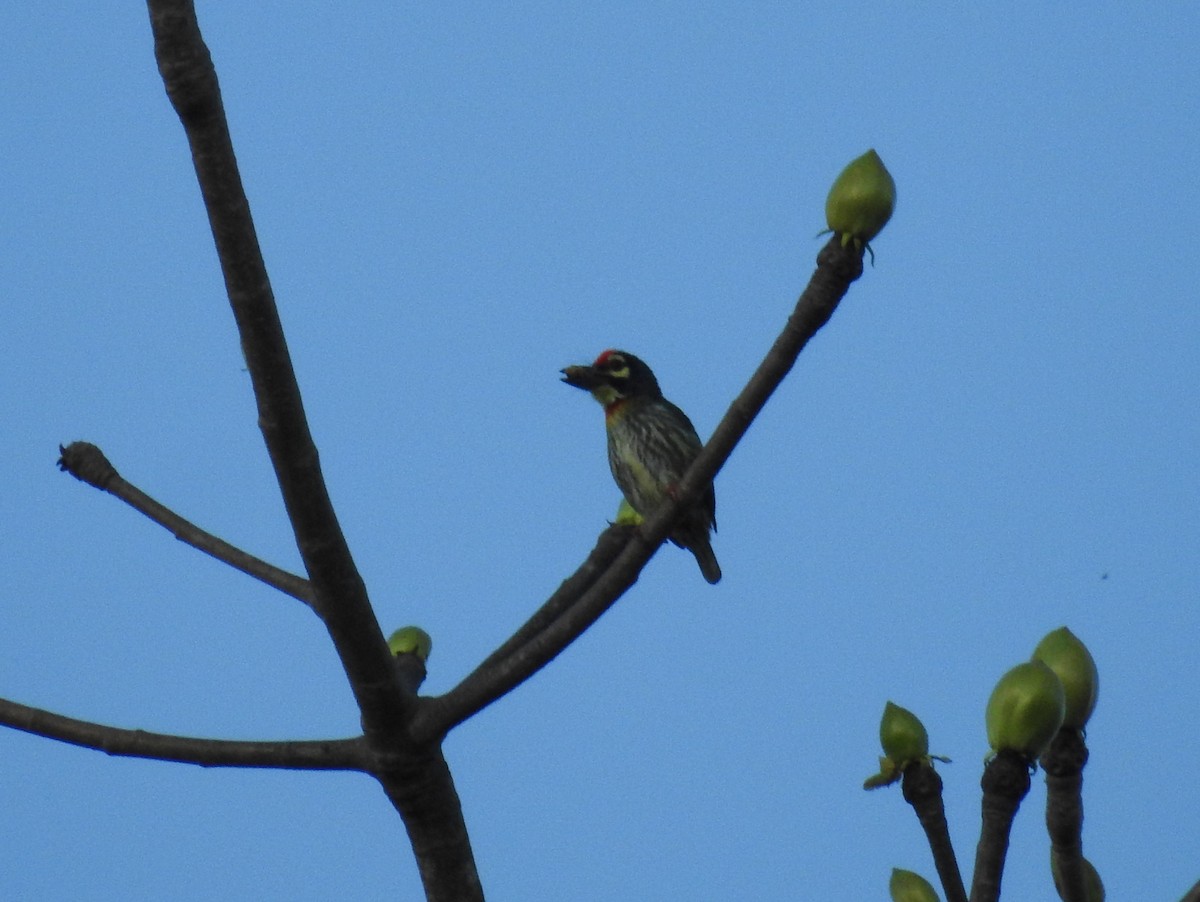 Coppersmith Barbet - ML621053020