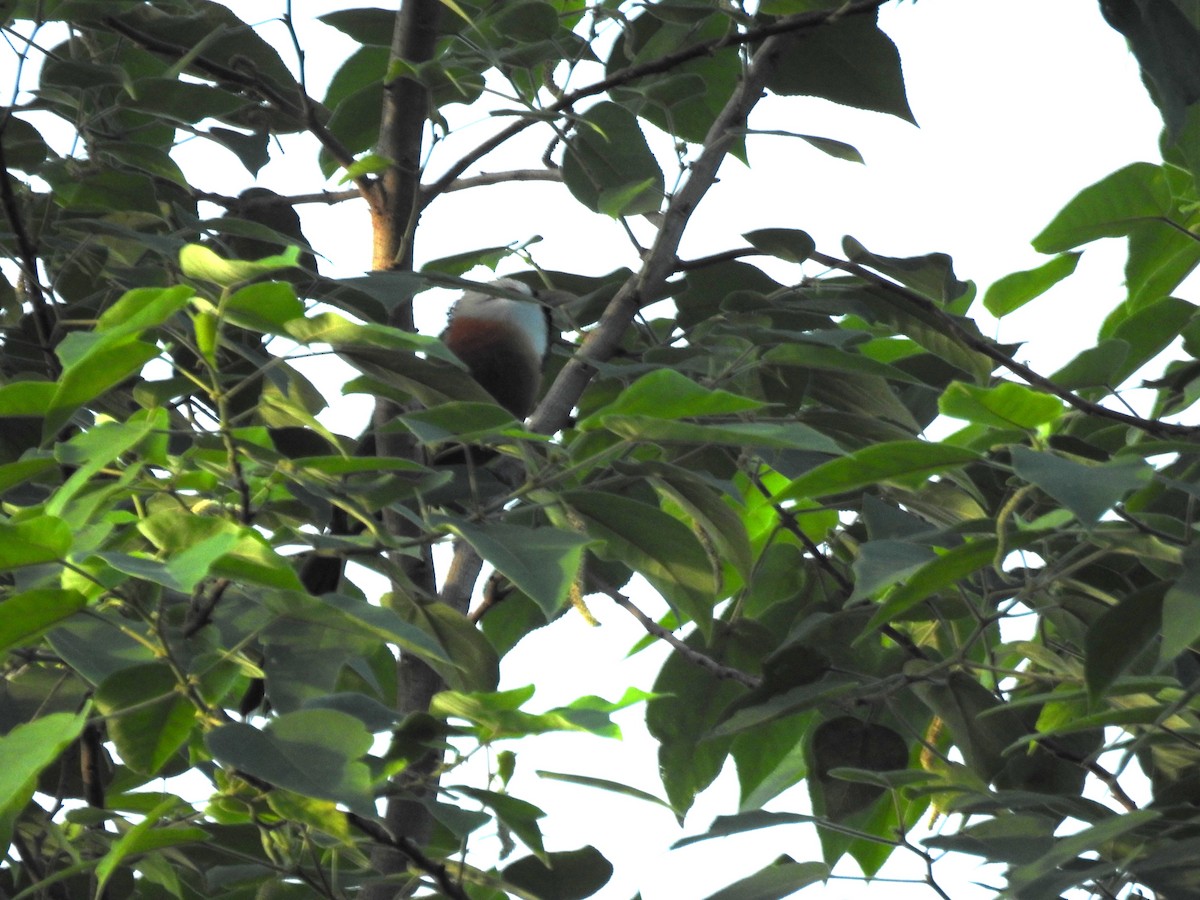 Scale-feathered Malkoha - ML621053024