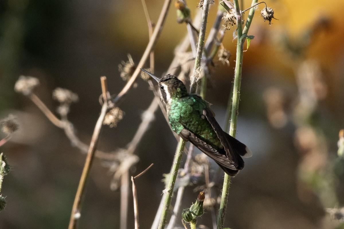 kolibřík bělouchý - ML621053033