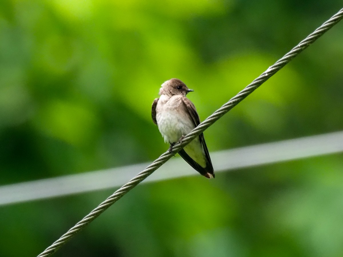 Northern Rough-winged Swallow - ML621053037