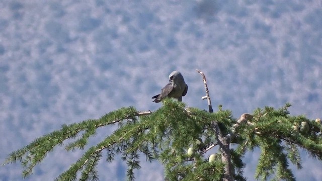 Mississippi Kite - ML621053048