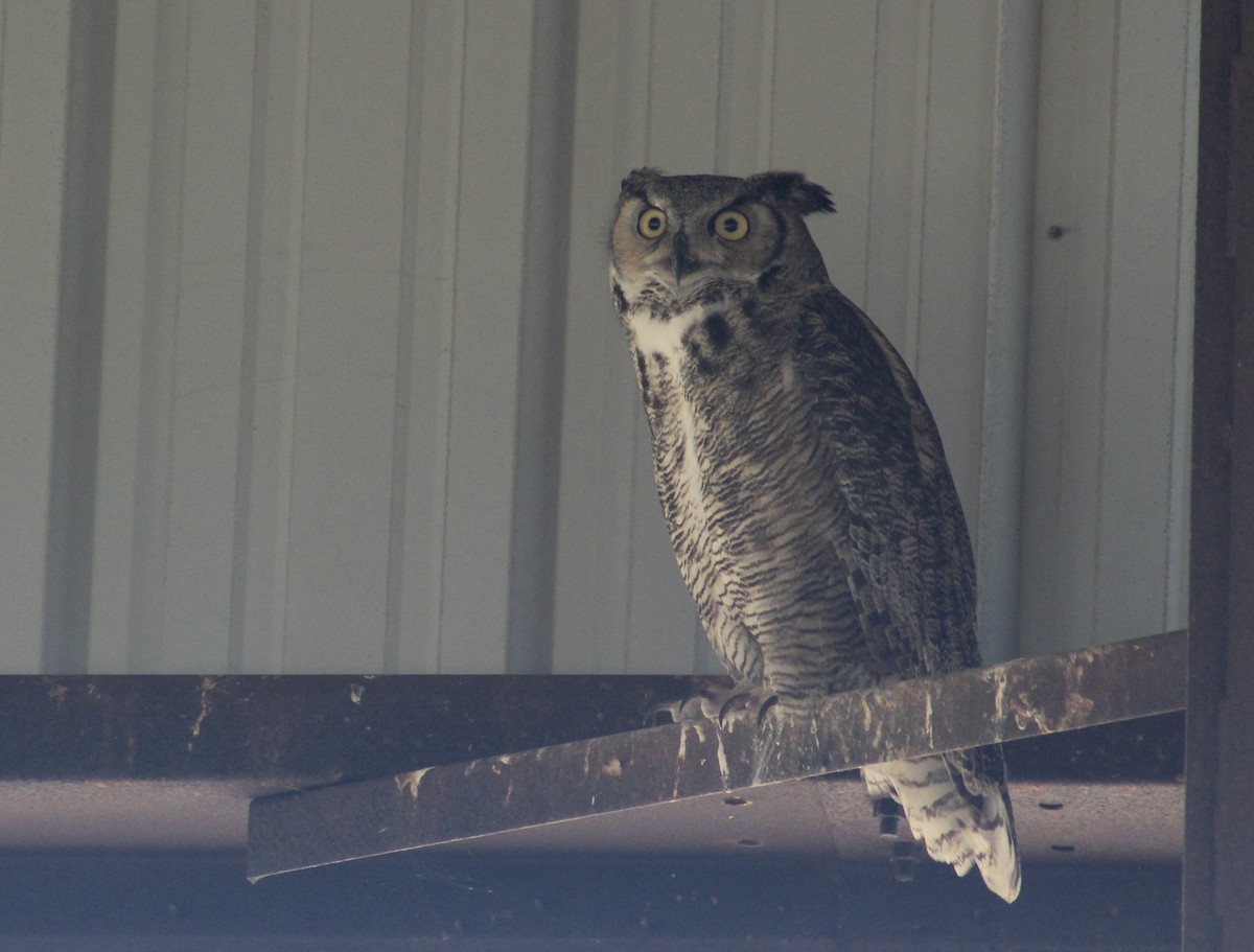 Great Horned Owl - ML621053069