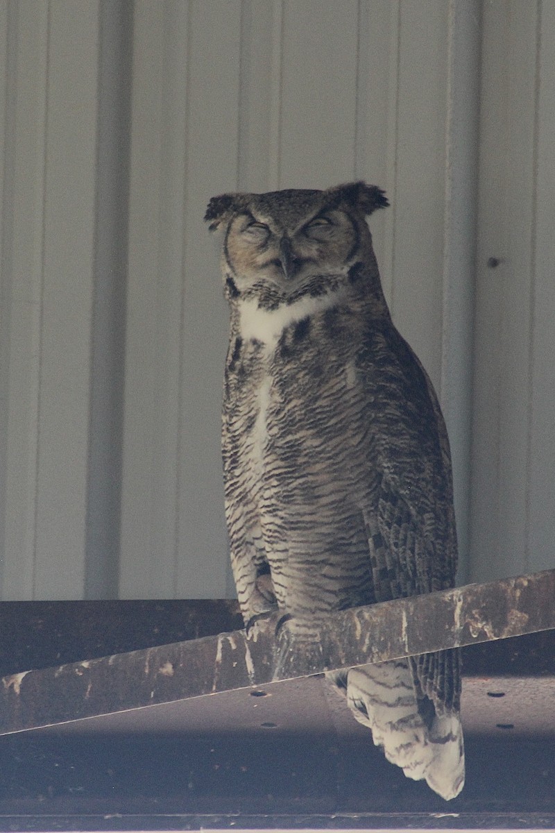 Great Horned Owl - ML621053071