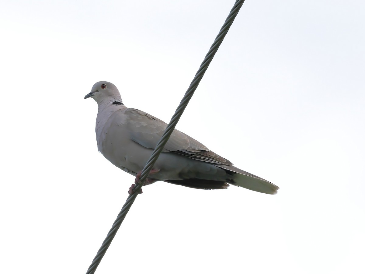 Eurasian Collared-Dove - ML621053122