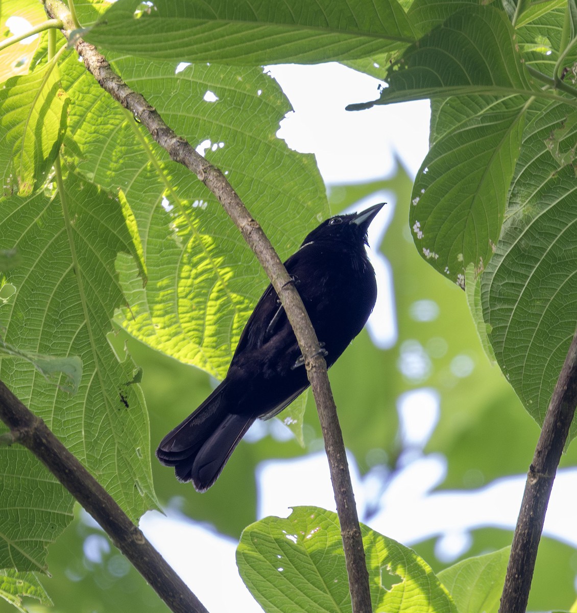 White-shouldered Tanager - ML621053161