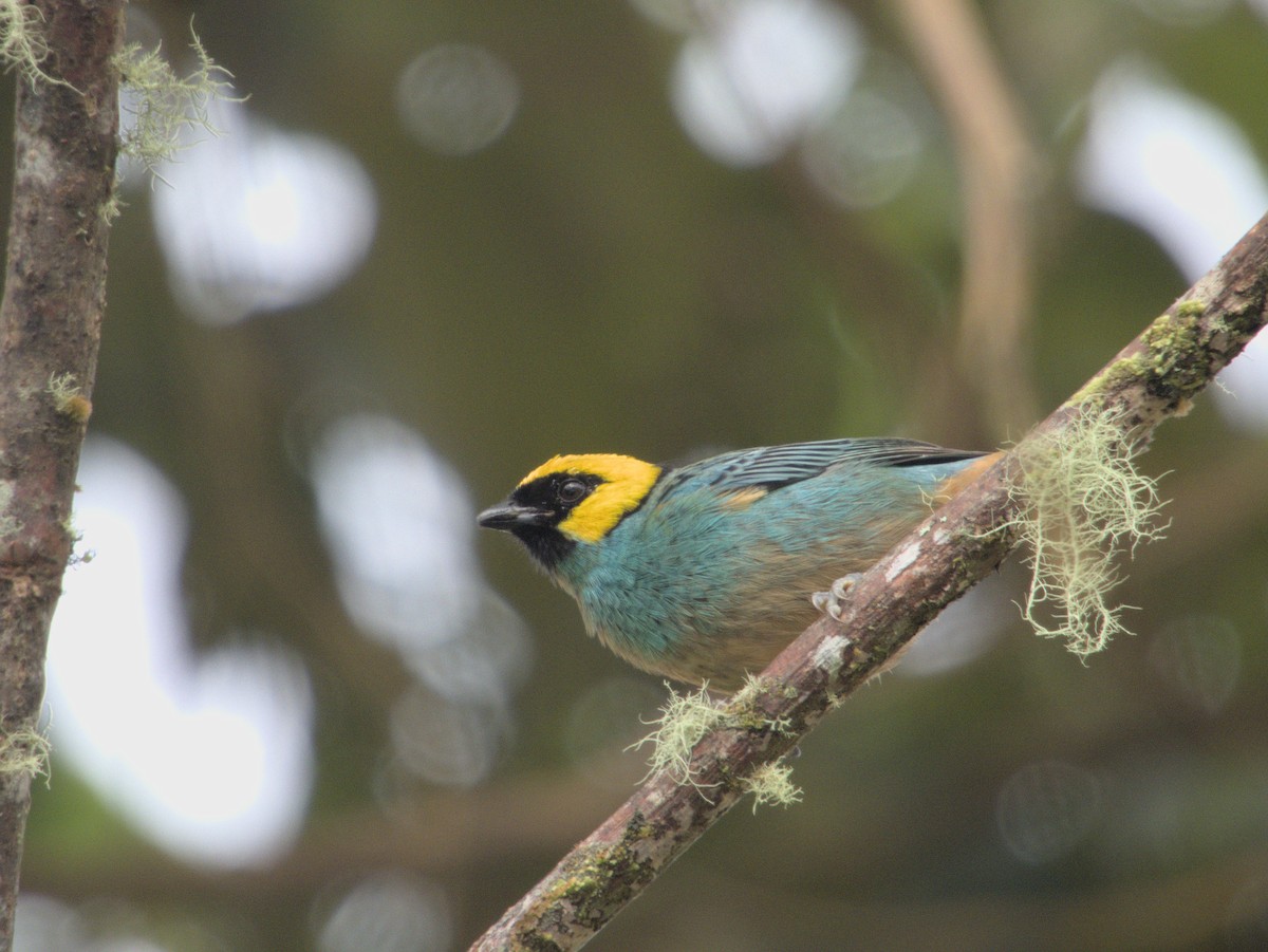 Saffron-crowned Tanager - ML621053278