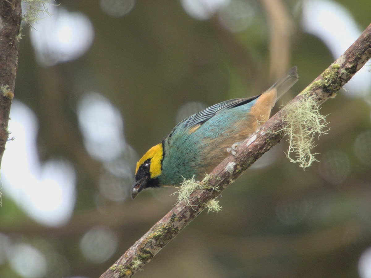 Saffron-crowned Tanager - ML621053279