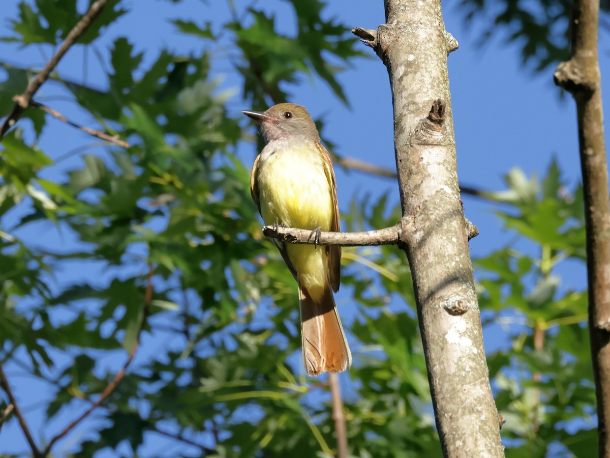 Great Crested Flycatcher - ML621053283