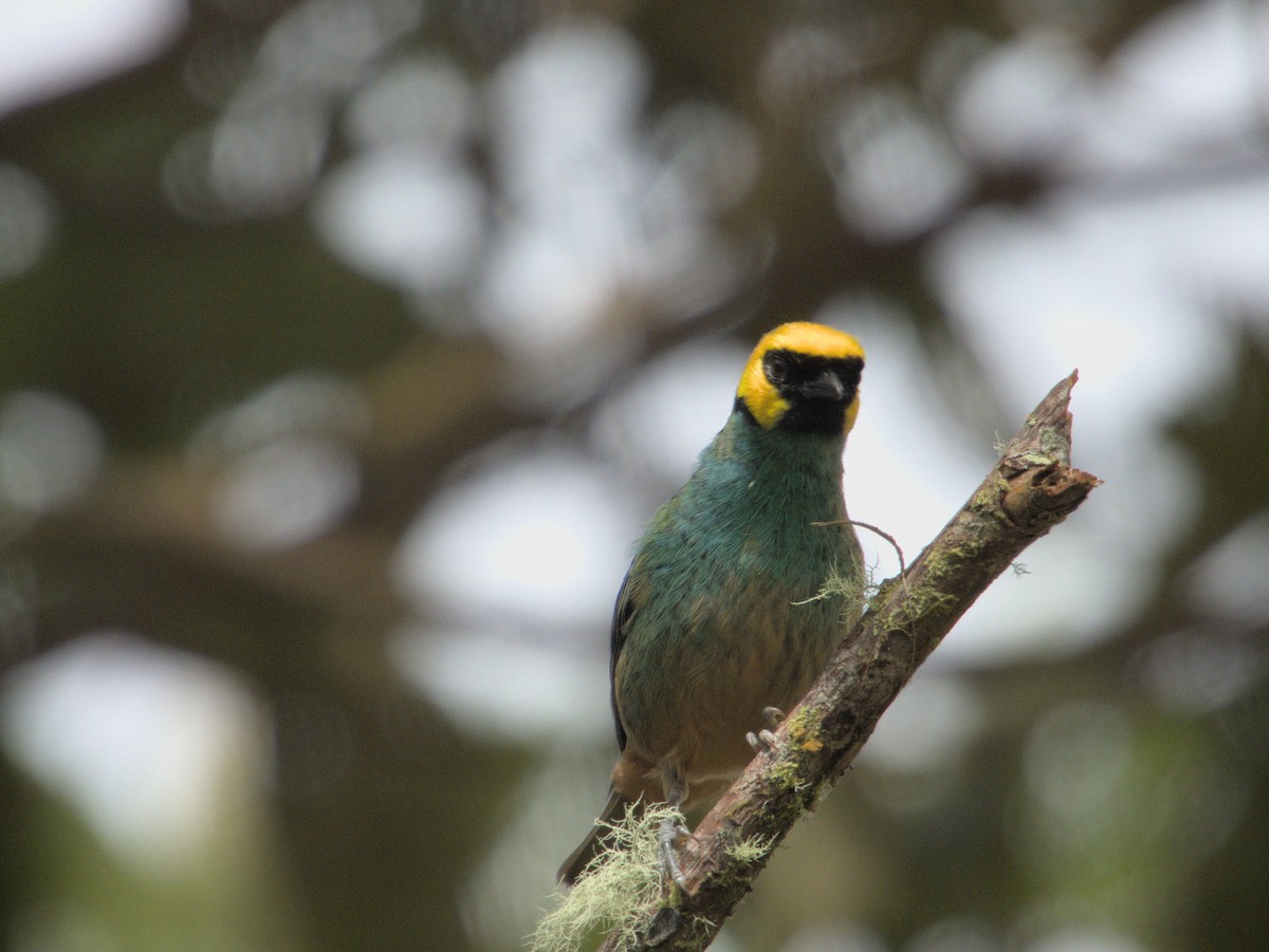 Saffron-crowned Tanager - ML621053285