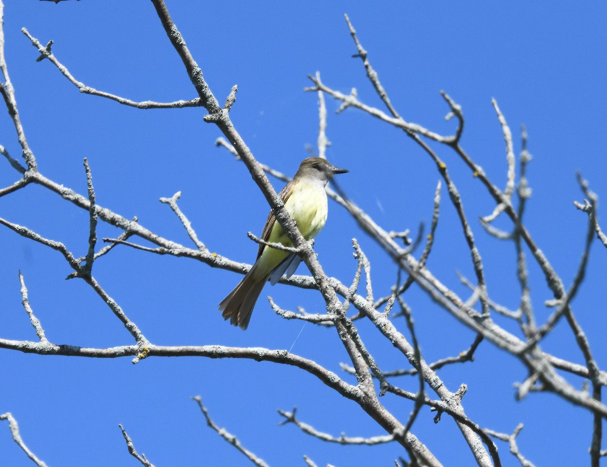 Great Crested Flycatcher - ML621053287