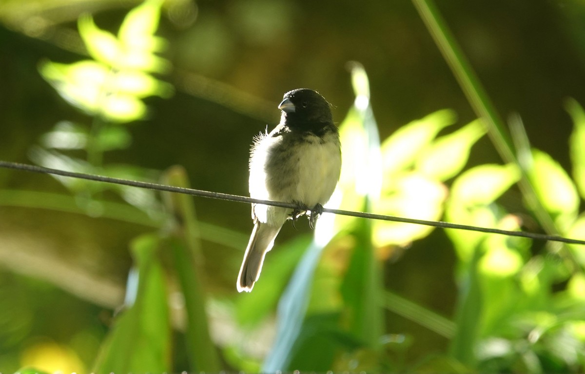 Yellow-bellied Seedeater - ML621053296