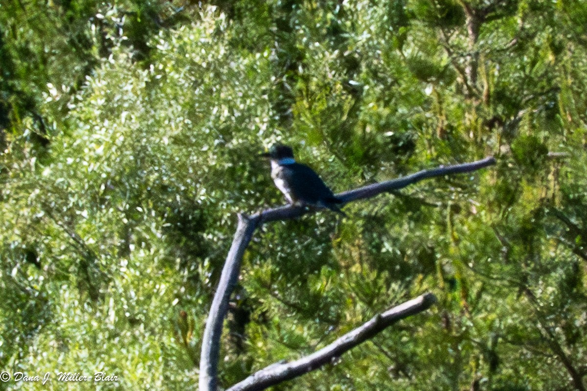 Belted Kingfisher - ML621053302