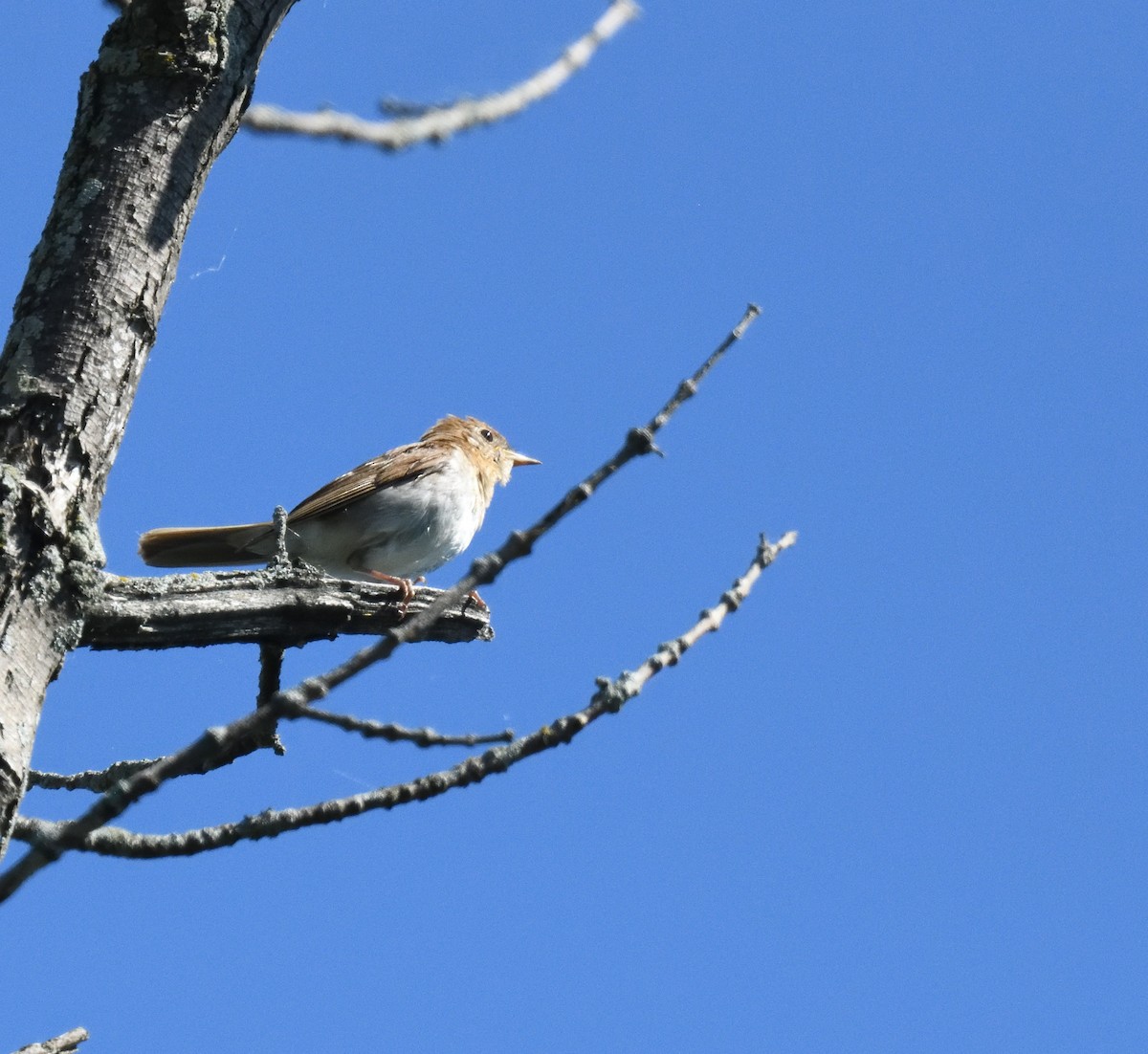 Veery - FELIX-MARIE AFFA'A