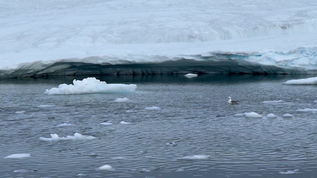 Fulmar boréal (glacialis/auduboni) - ML621053311