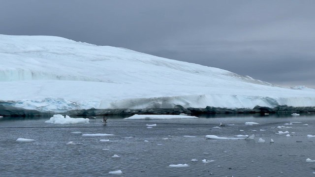 Northern Fulmar (Atlantic) - ML621053312