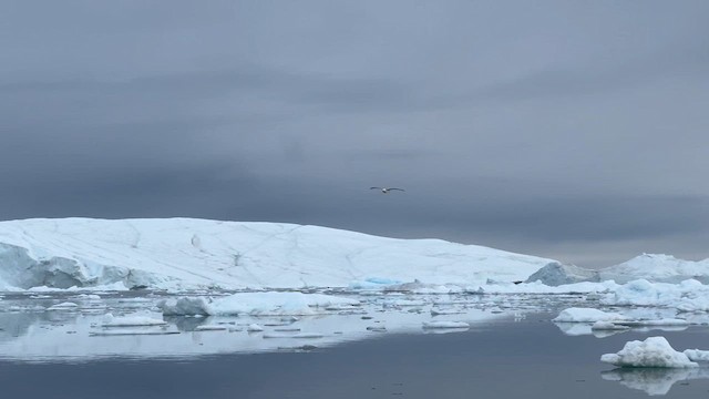 Kutup Fırtınakuşu (glacialis/auduboni) - ML621053330