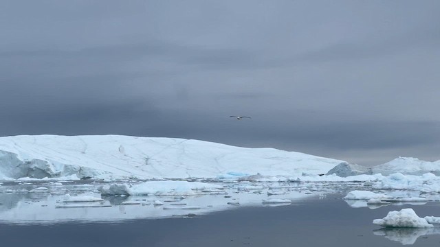 Fulmar Boreal (Atlántico) - ML621053330