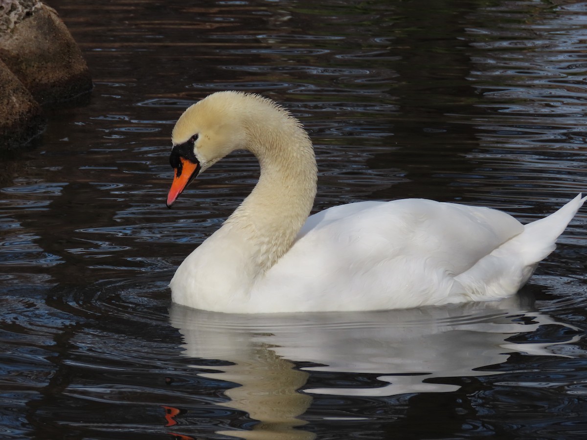 Mute Swan - ML621053365