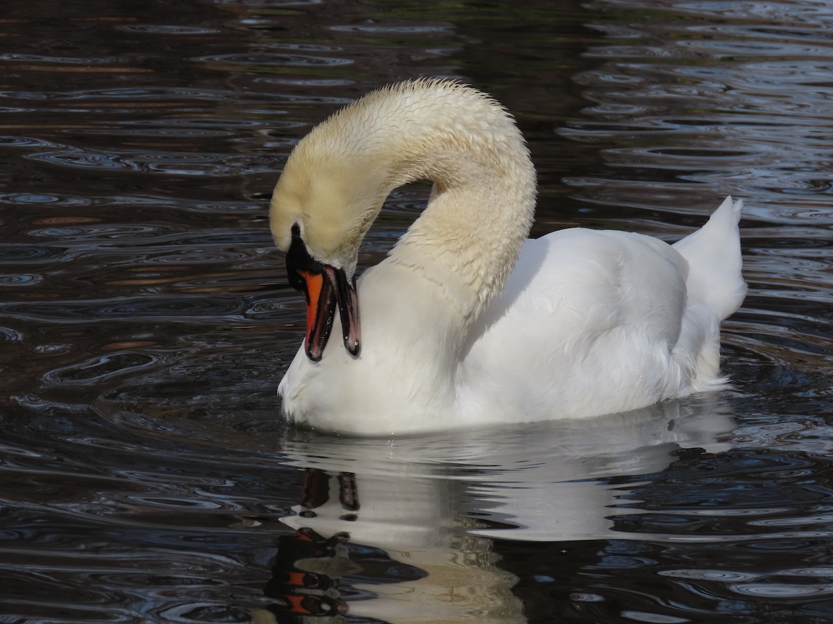 Mute Swan - ML621053367