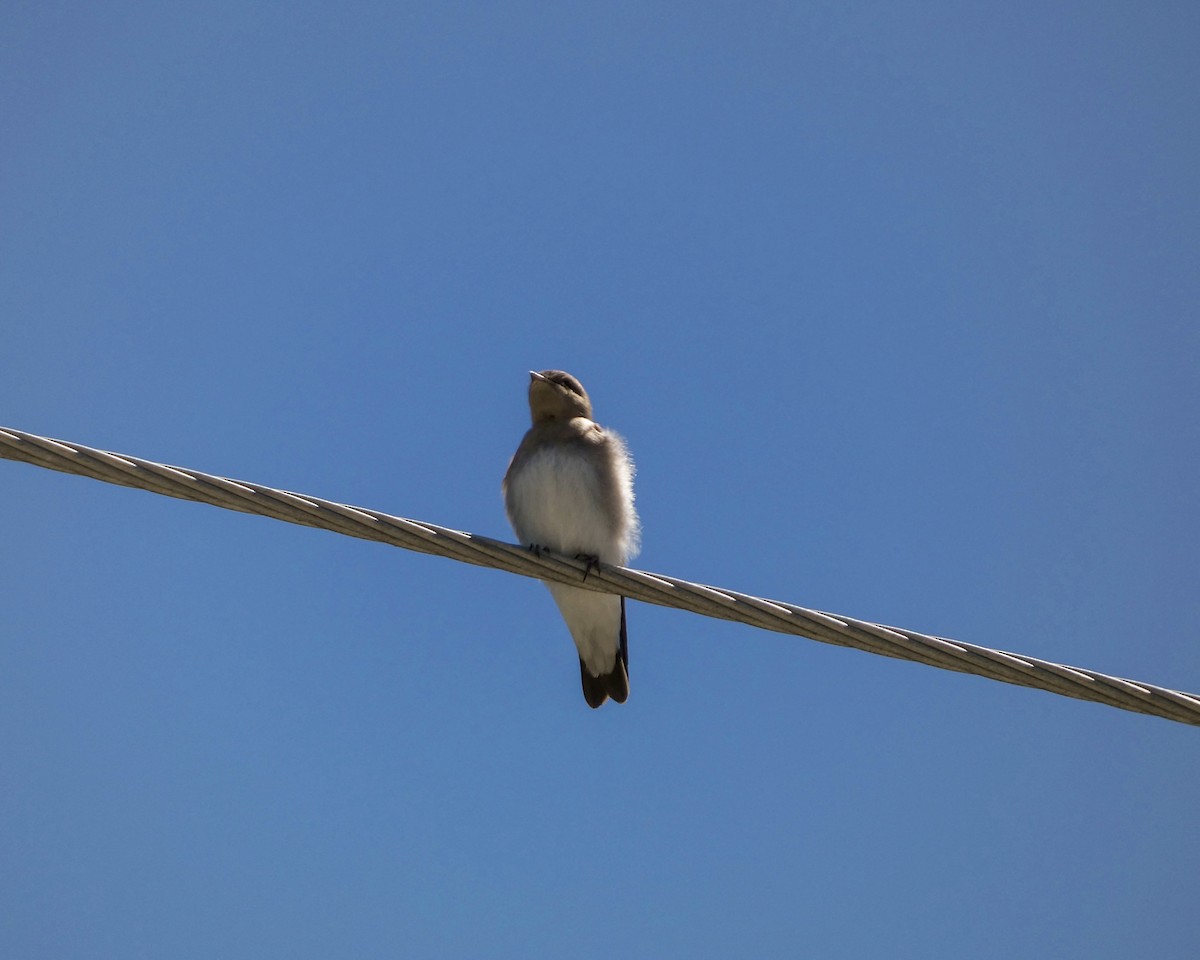Northern Rough-winged Swallow - ML621053380