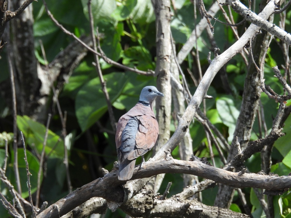 Red Collared-Dove - ML621053391