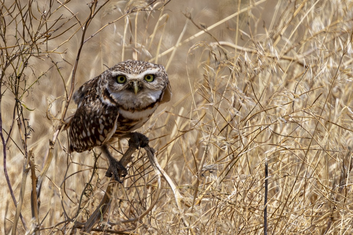 Burrowing Owl - ML621053394