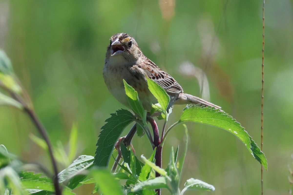 Grasshopper Sparrow - ML621053418