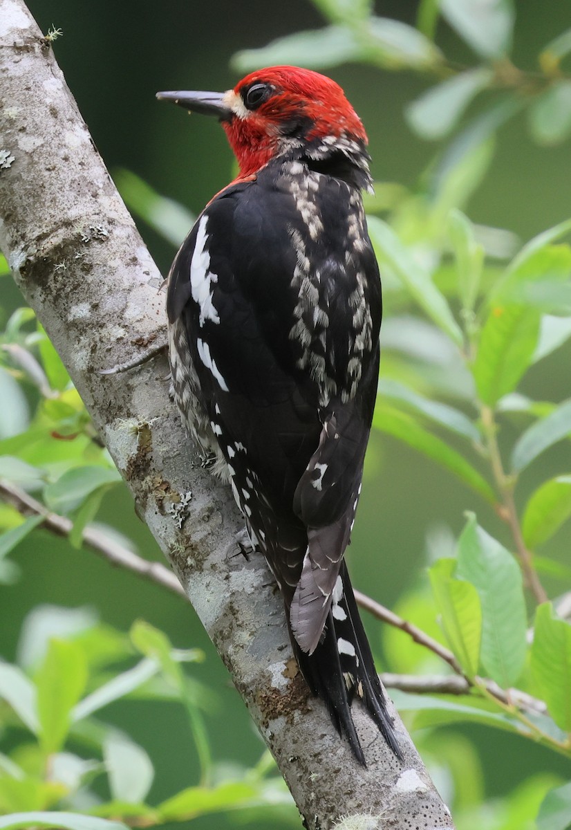 Red-breasted Sapsucker - ML621053422